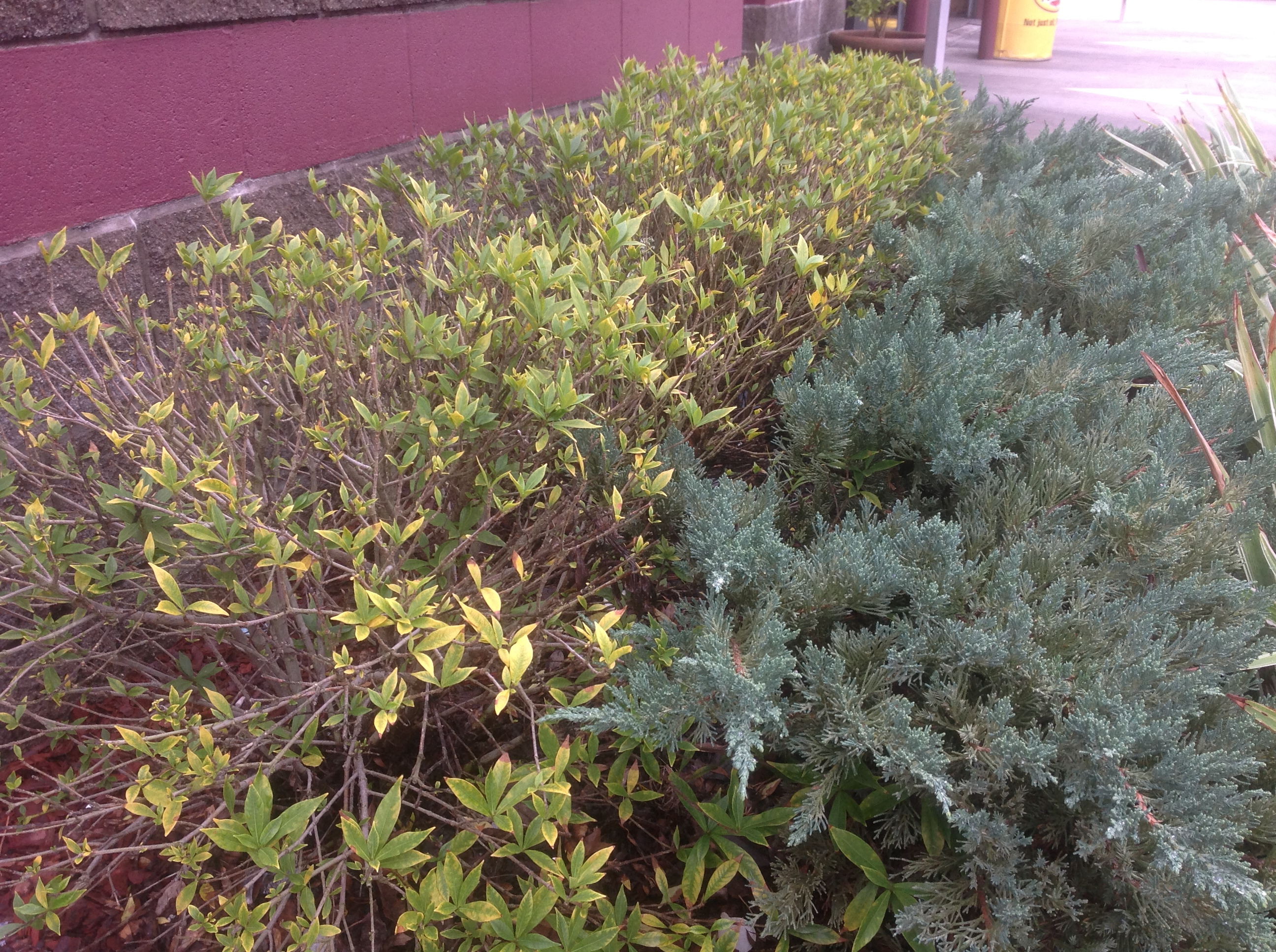 Gardenias Need Proper Care In The Landscape